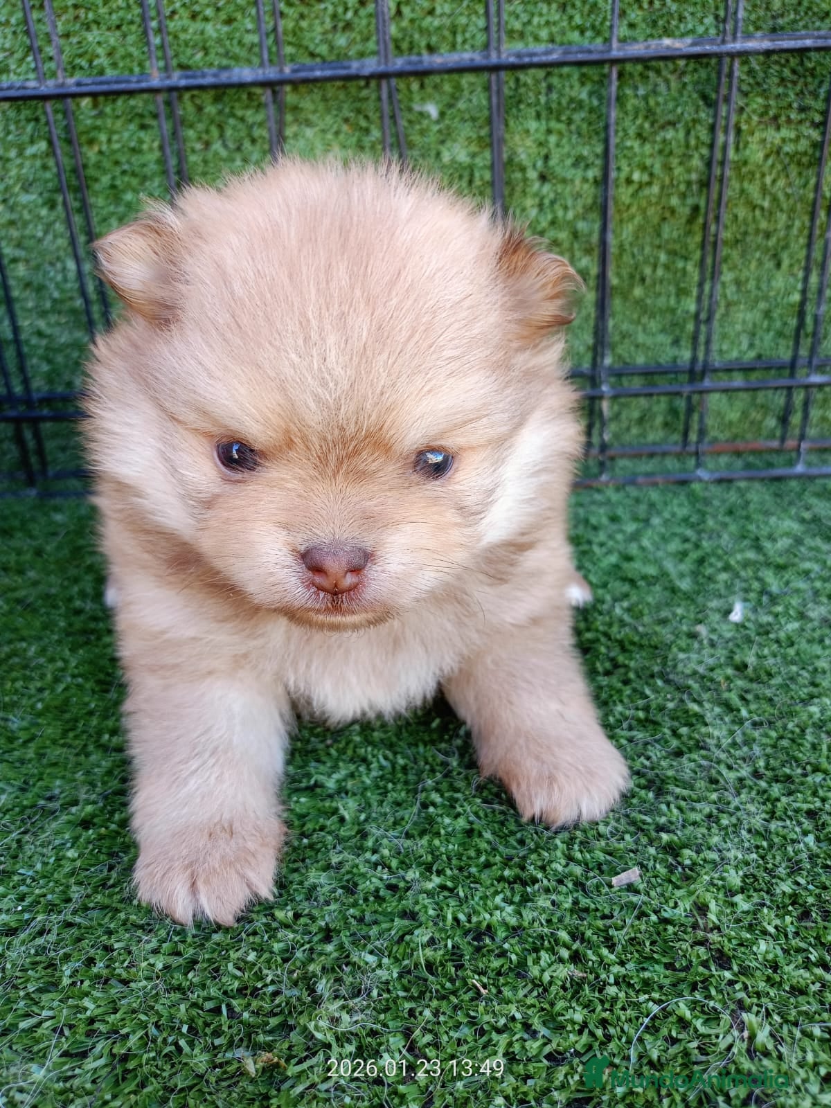 Pomerania perros POMERANIA ENCANTADOR - Anuncio 1