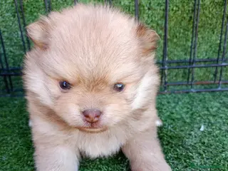 Pomerania perros POMERANIA ENCANTADOR - Anuncio 1