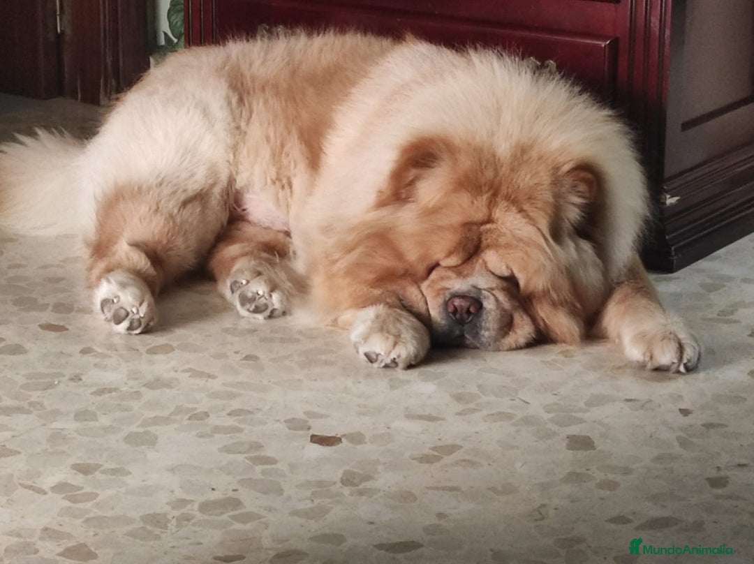 Chow Chow perros en venta: Chow chow espectaculares bolitas blanco y crema  - Anuncio 3