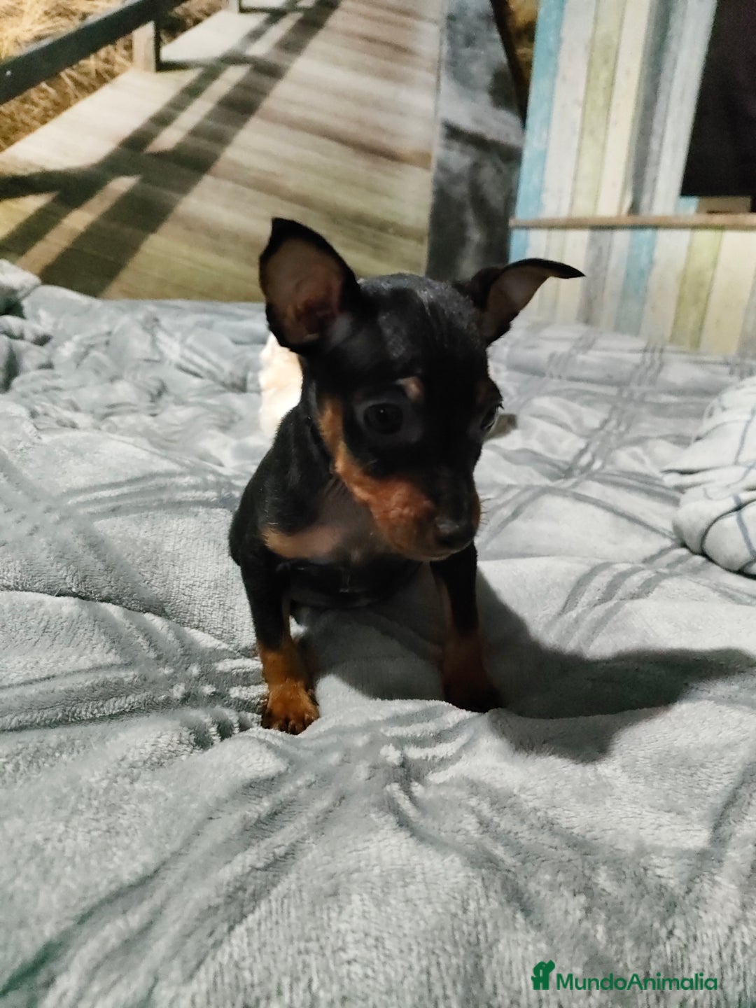 Pinscher Miniatura perros en venta: Mini pinscher macho  - Anuncio 3