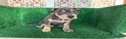 American Pit Bull Terrier perros en venta: pitbull - Anuncio 6