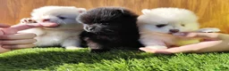 Pomerania perros en venta: Lulú de Pomerania  - Anuncio 2