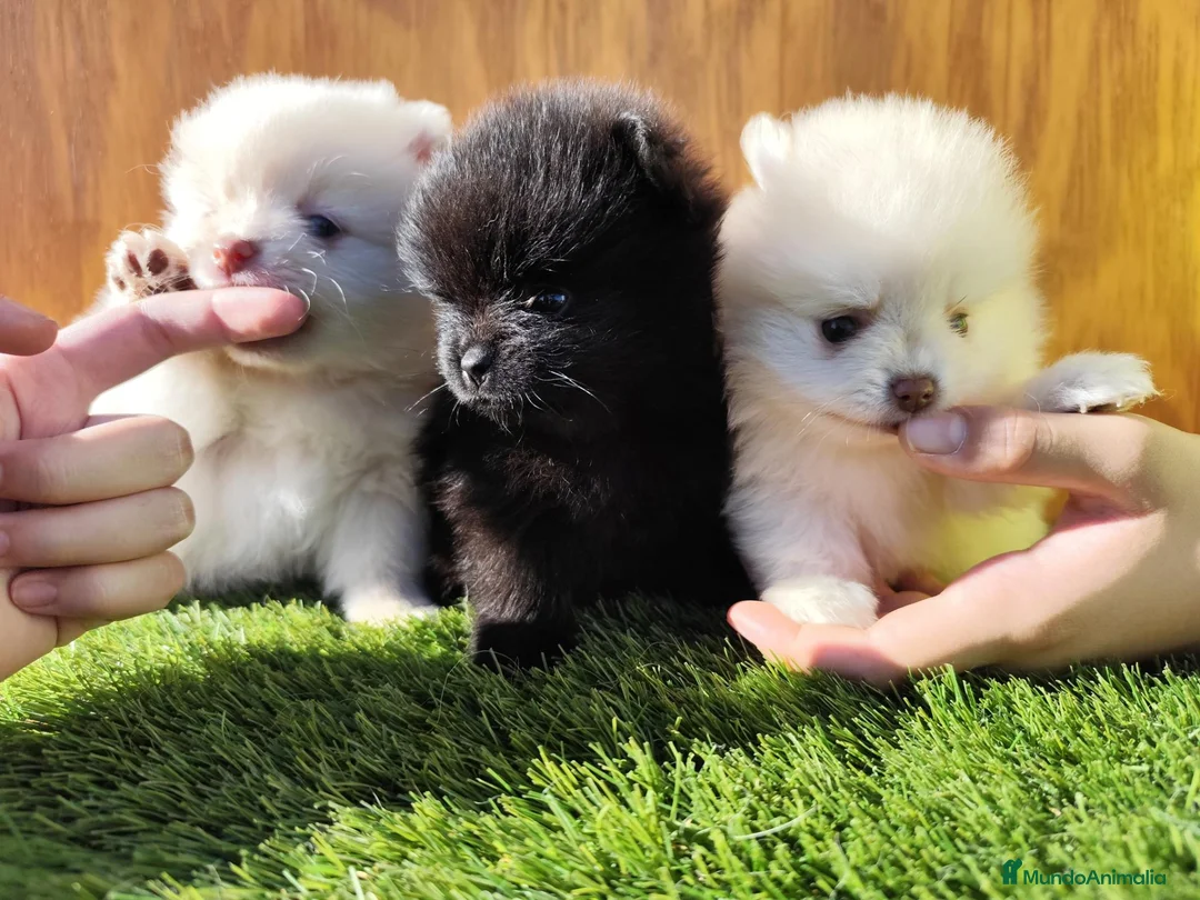 Pomerania perros en venta: Lulú de Pomerania  - Anuncio 2