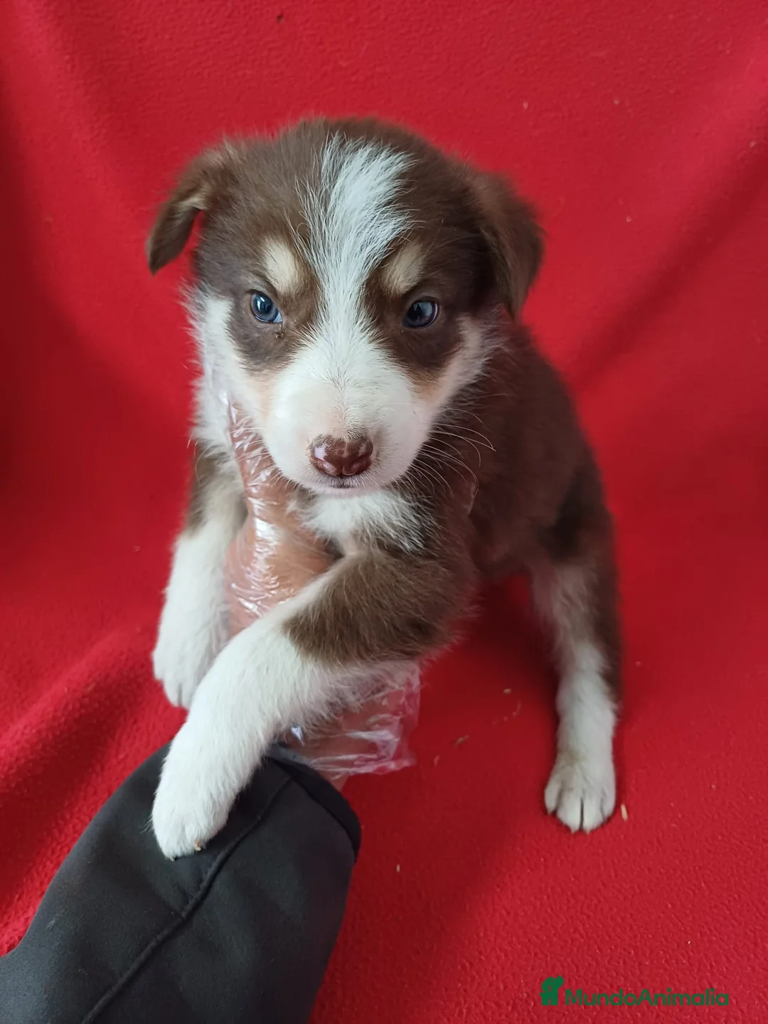 Border Collie perros en venta: Border Collie Chocolate  - Anuncio 1