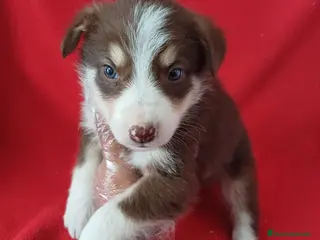 Border Collie perros Border Collie Chocolate - Anuncio 1