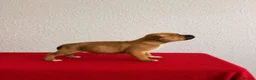 Staffordshire Bull Terrier perros en venta: Staffordshire Bull Terrier   - Anuncio 5