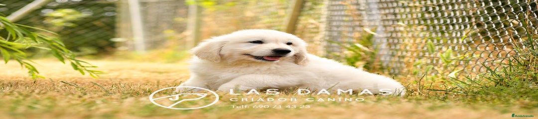 Golden Retriever macho
