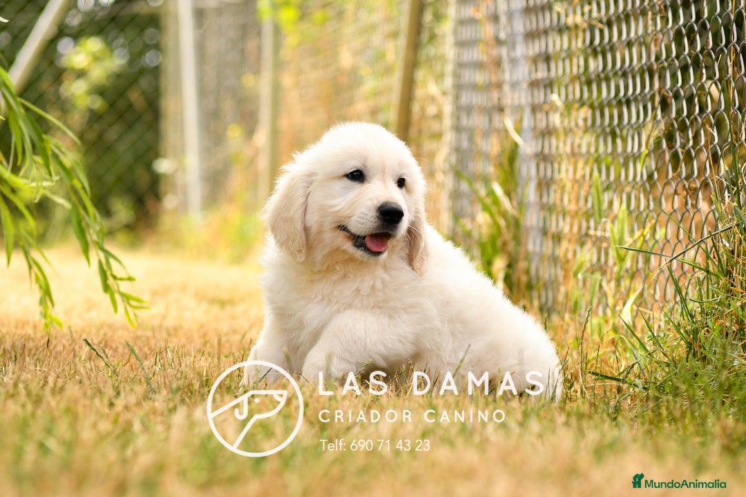 Golden Retriever perros en venta: 🐶 GOLDEN RETRIEVER. La ternura hecha perro 🐾 en Rubena - Imagen 3