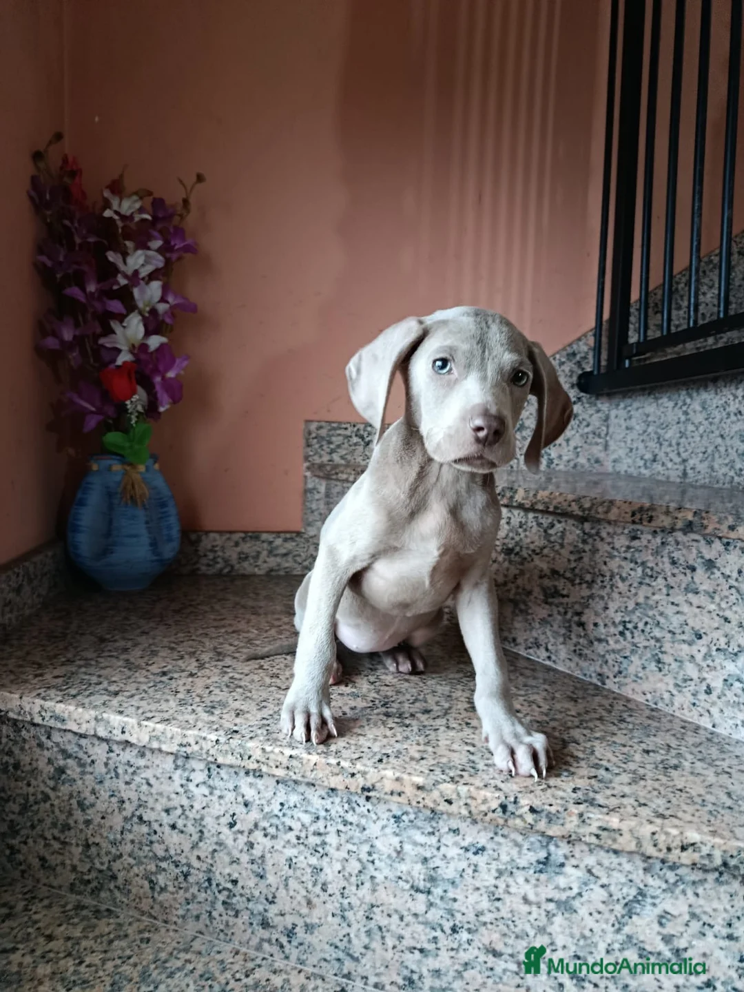 Weimaraner perros en venta: Braco de Weimar  - Anuncio 1