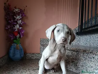 Weimaraner perros Braco de Weimar - Anuncio 2