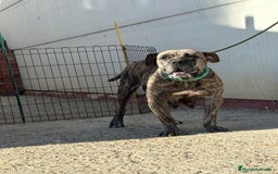 Dogo Canario perros en venta: Cachorros de presa canario - Imagen 4