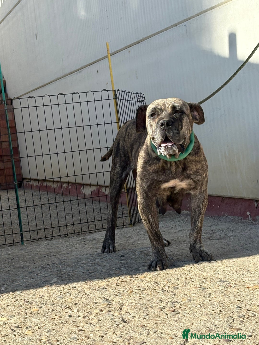 Dogo Canario perros en venta: Cachorros de presa canario - Imagen 4
