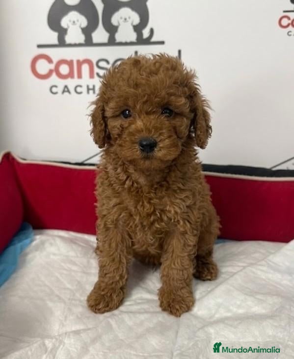 Raza Mixta perros Caniches enanos - Anuncio 2