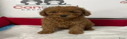Raza Mixta perros en venta: Caniches enanos - Anuncio 2