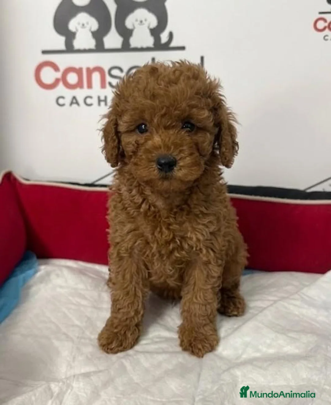 Raza Mixta perros en venta: Caniches enanos - Anuncio 2
