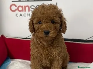 Raza Mixta perros Caniches enanos - Anuncio 2