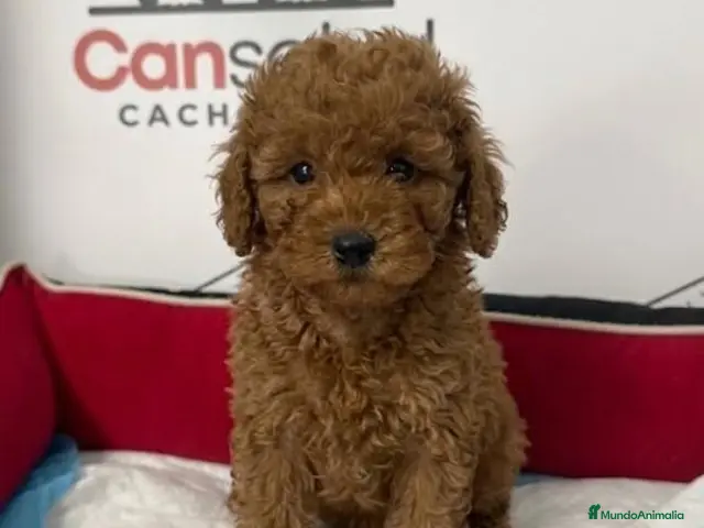 Raza Mixta perros Caniches enanos - Anuncio 2