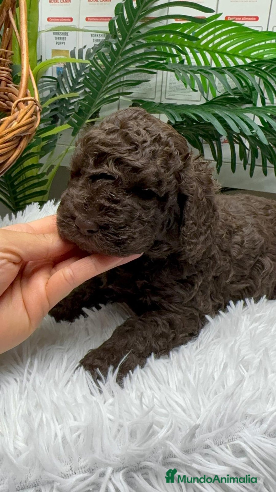 Perro de Agua Español perros en venta: PERRO DE AGUA ESPAÑOL MACHO - Anuncio 8