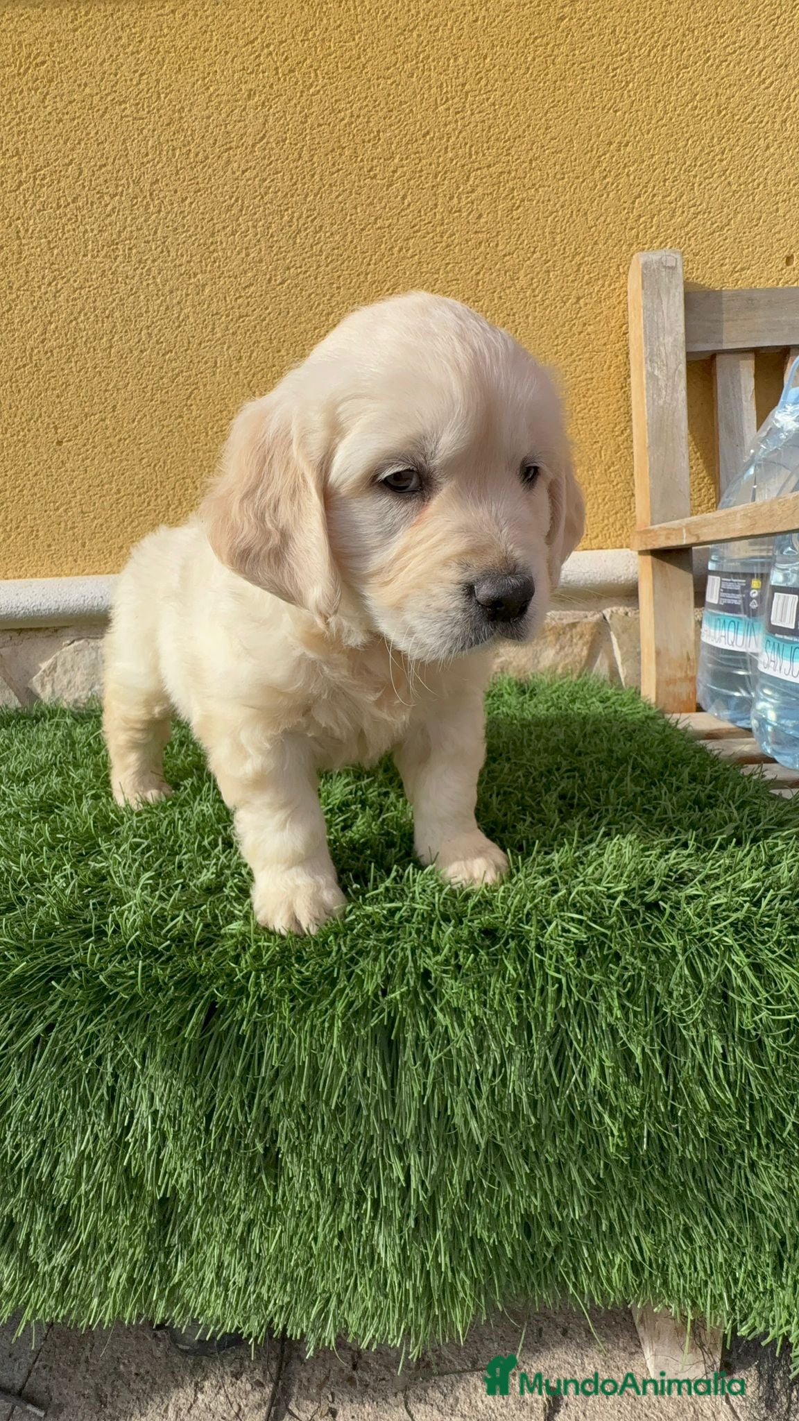 Golden Retriever perros Cachorros de Golden retriever macho y hembra - Anuncio 2