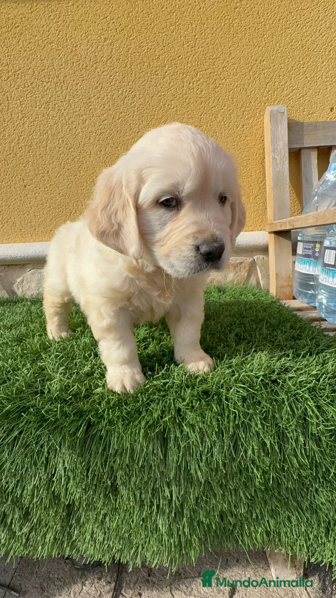 Golden Retriever perros en venta: Cachorros de Golden retriever macho y hembra - Anuncio 2