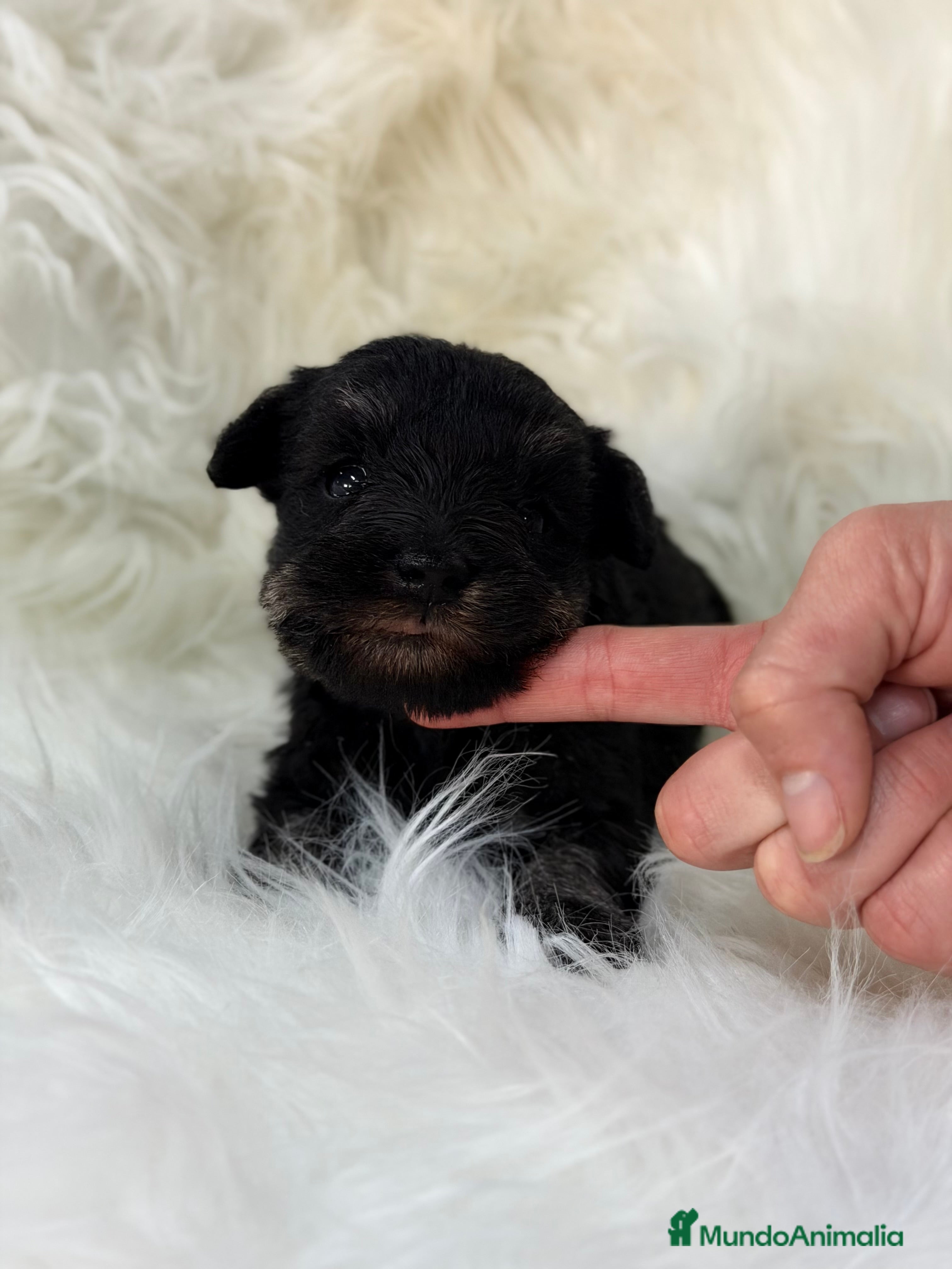 Schnauzer Miniatura perros Schnauzer negro plata  - Anuncio 1