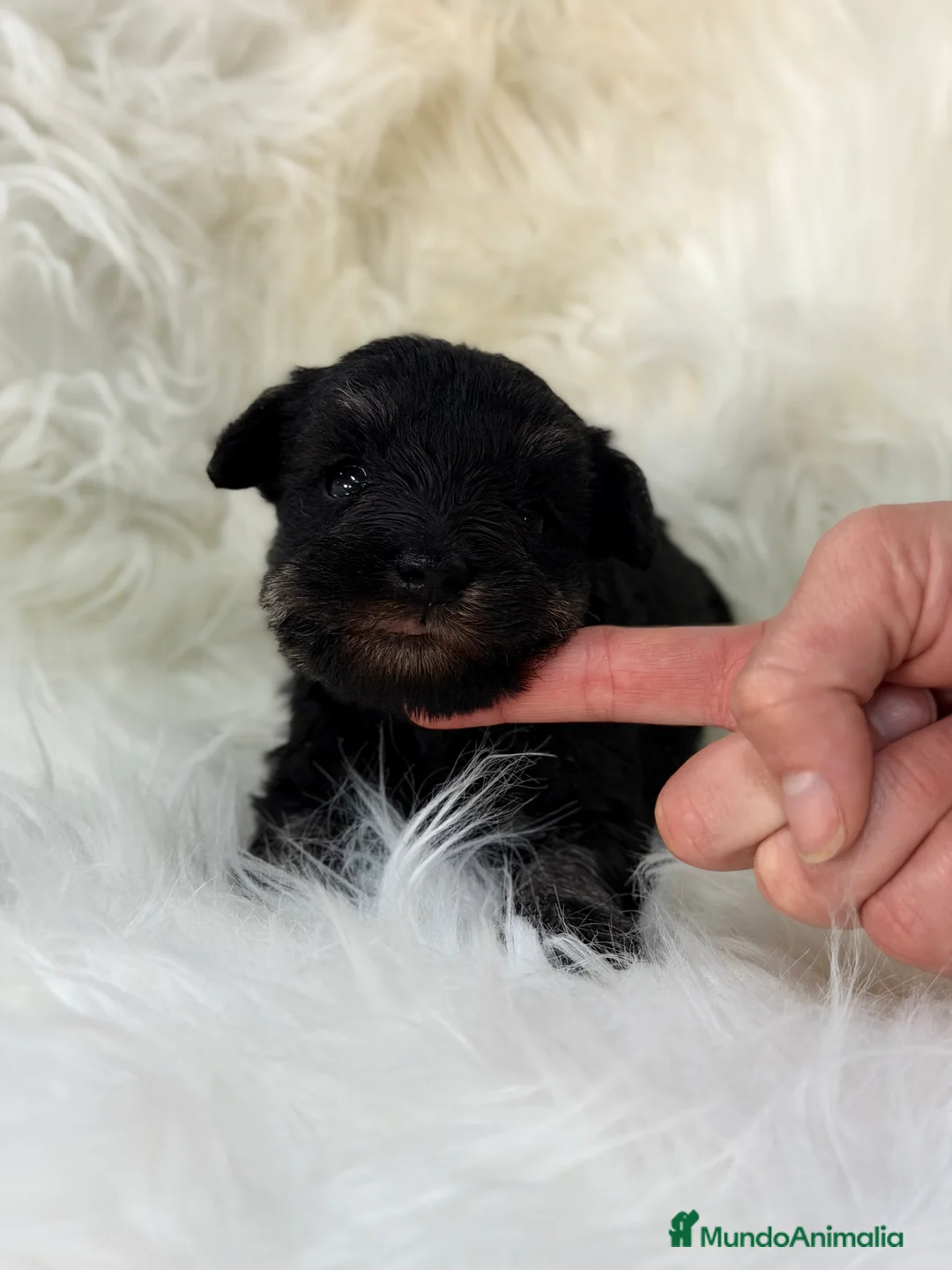 Schnauzer Miniatura perros en venta: Schnauzer negro plata  - Anuncio 1