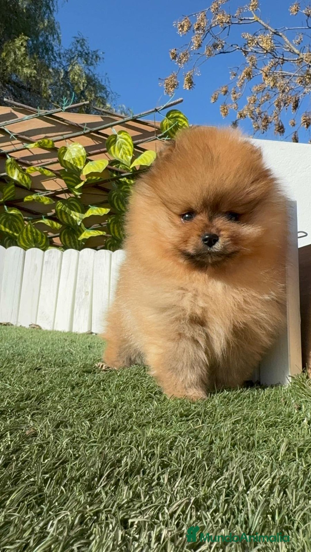Pomerania perros en venta: POMERANIA HEMBRA CARA DE OSO - Anuncio 19