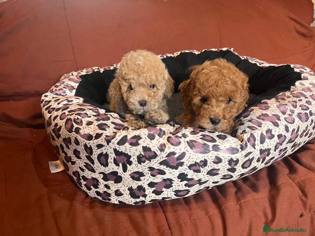 Caniche Toy perros en venta: Caniches toys rojos - Anuncio 2