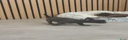 Chihuahua perros en venta: Chihuahua Toy ♂️ blue pelo corto - Anuncio 4