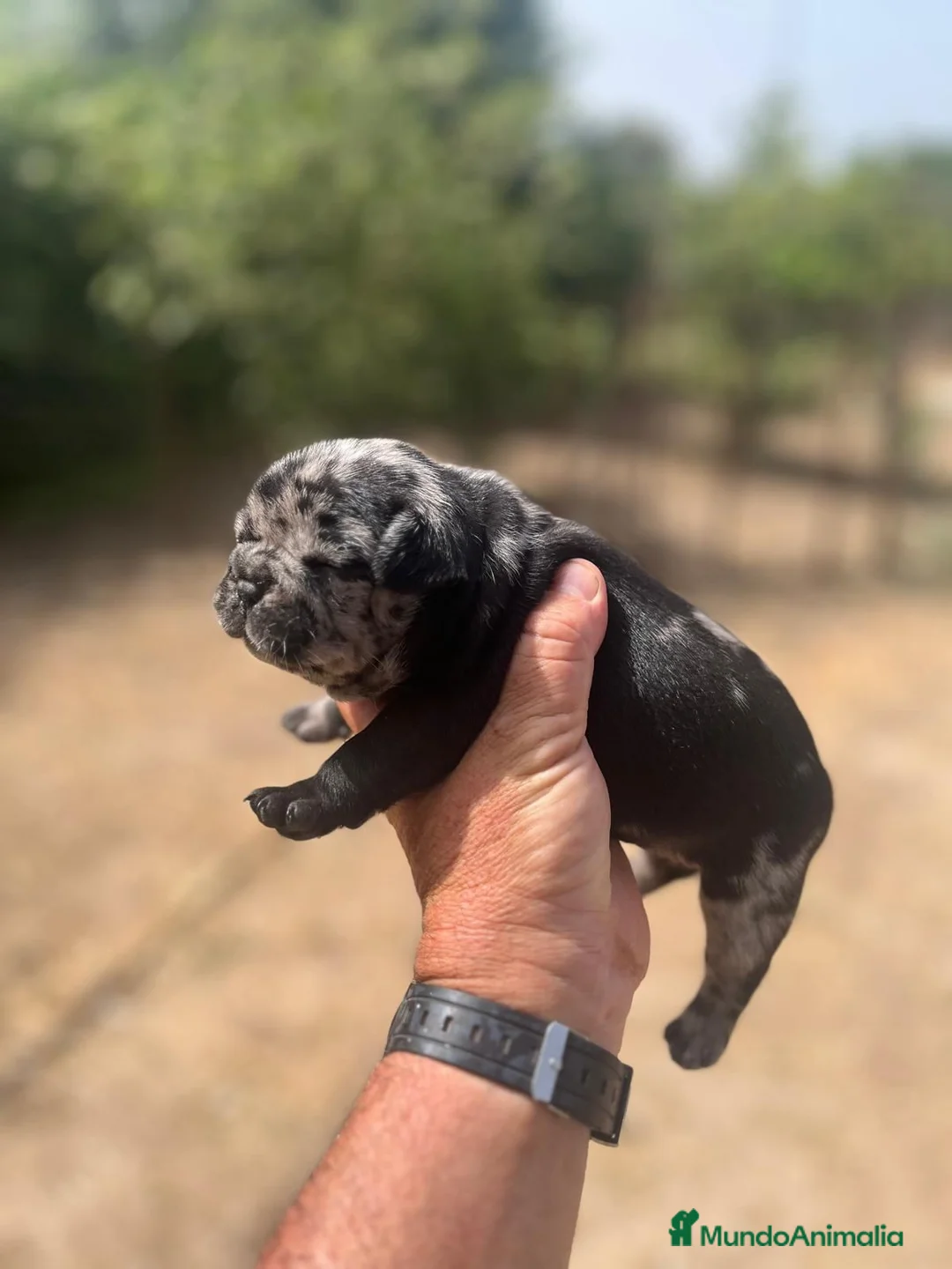 Bulldog Francés perros en venta: Bulldog frances merle black - Anuncio 1