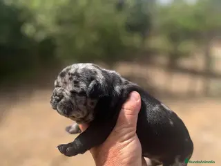 Bulldog Francés perros Bulldog frances merle black - Anuncio 1