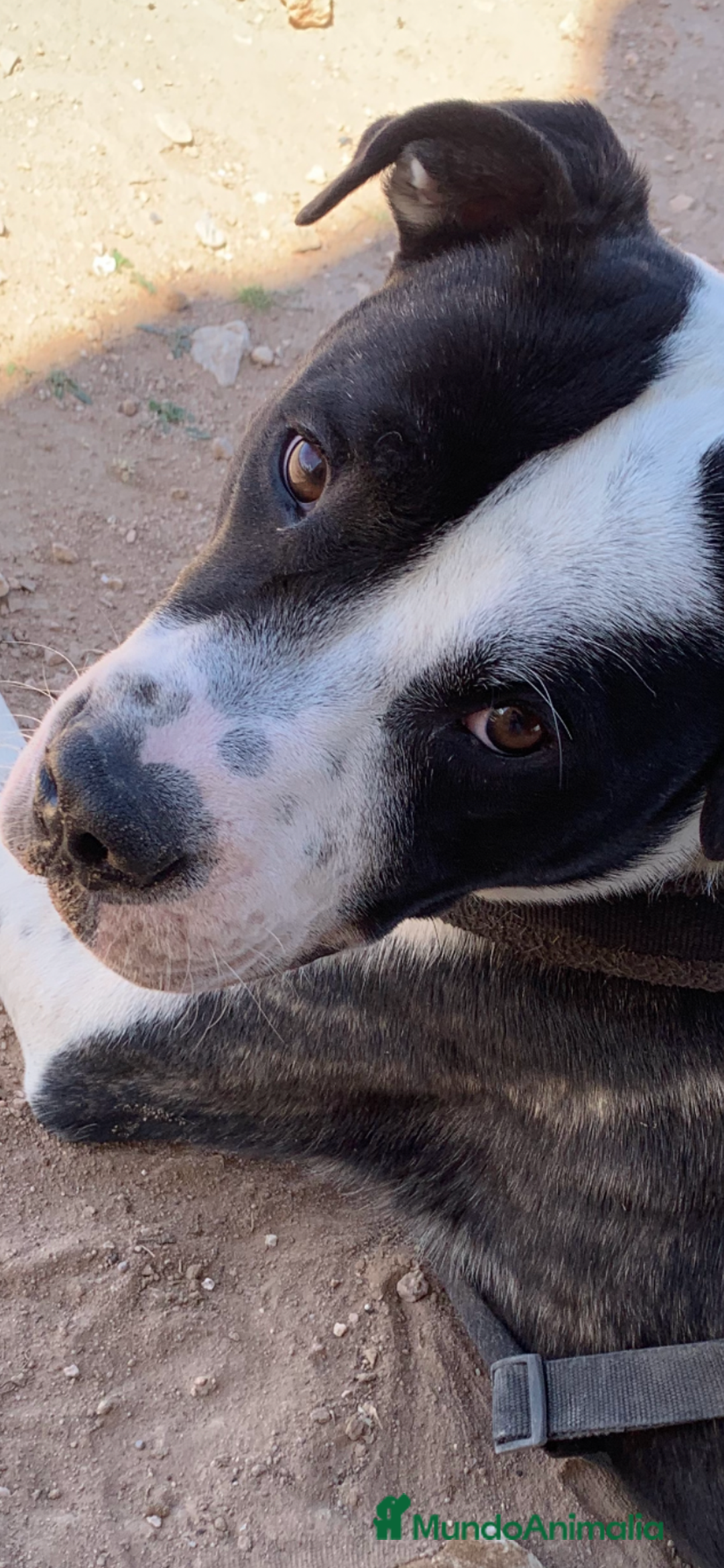 American Staffordshire-Terrier perros en adopcion: THOR ❤️ en Adopción  - Anuncio 5