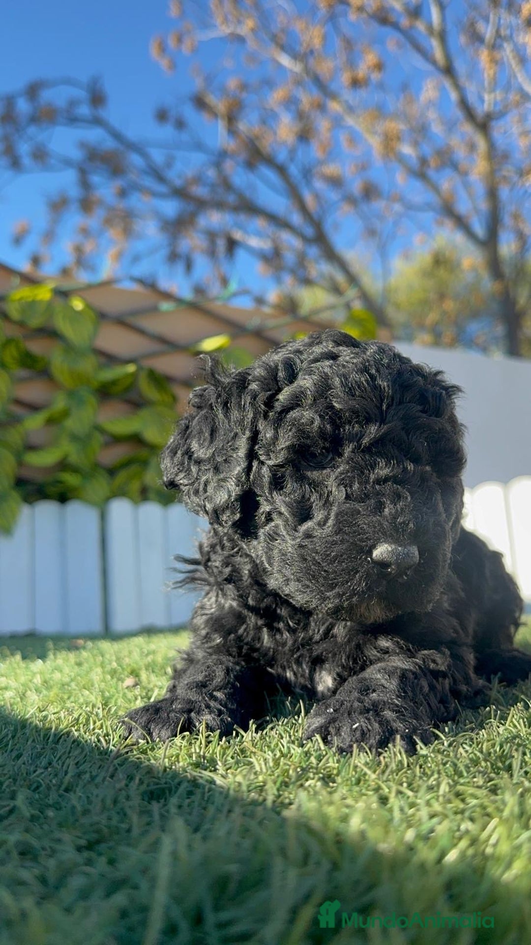 Perro de Agua Español perros en venta: PERRO DE AGUA HEMBRA - Anuncio 13