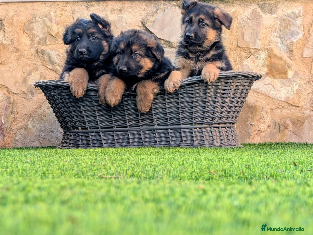 Pastor Alemán perros en venta: ULTIMO CACHORRO DISPONIBLE - Anuncio 2