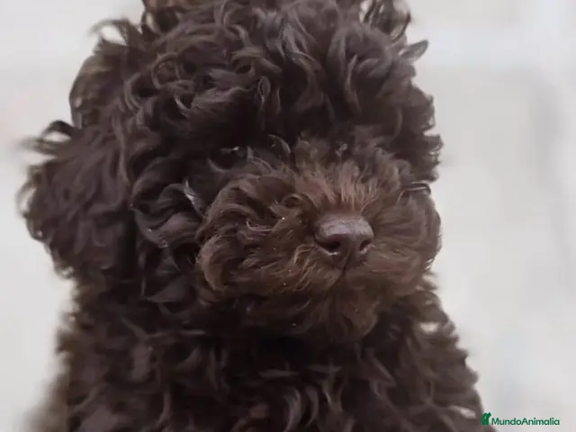 Caniche Mediano perros en venta: Caniche enano - Anuncio 1