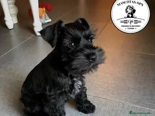 Schnauzer Miniatura perros Schnauzer miniatura - Anuncio 2