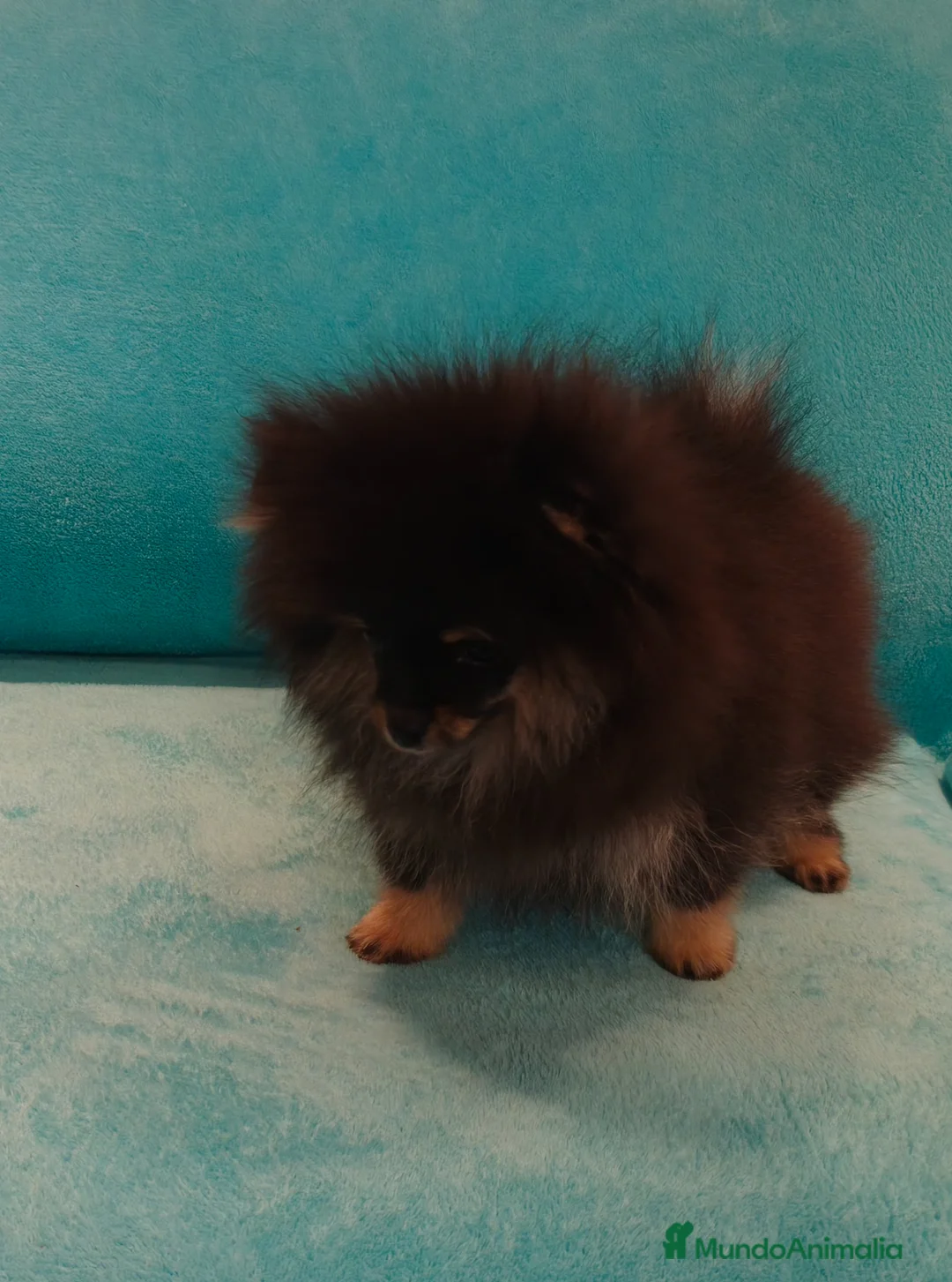 Pomerania perros en venta: ESPECTACULAR HEMBRITA DE SUPER POMY TOY - Anuncio 2