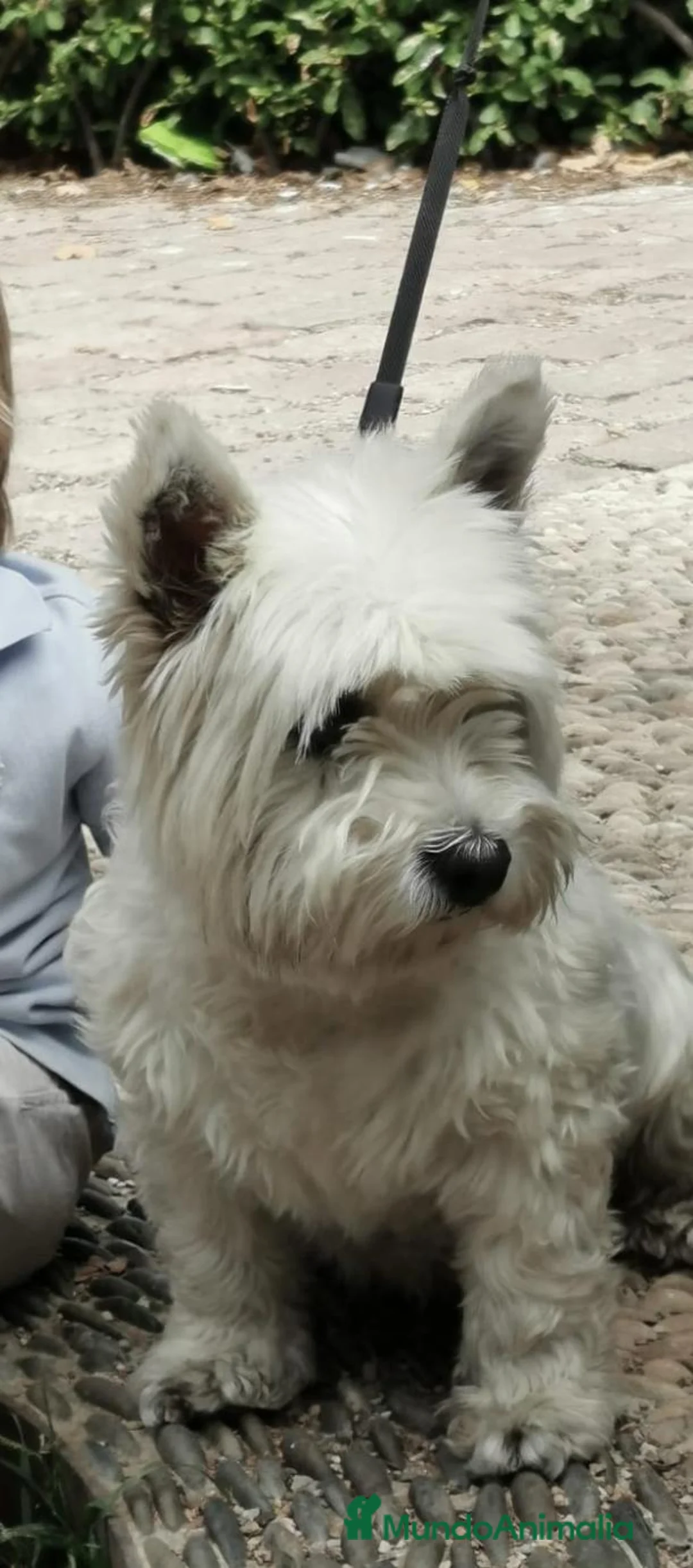 West Highland White Terrier perros en venta: West Highland White terrier en Sevilla - Anuncio 6