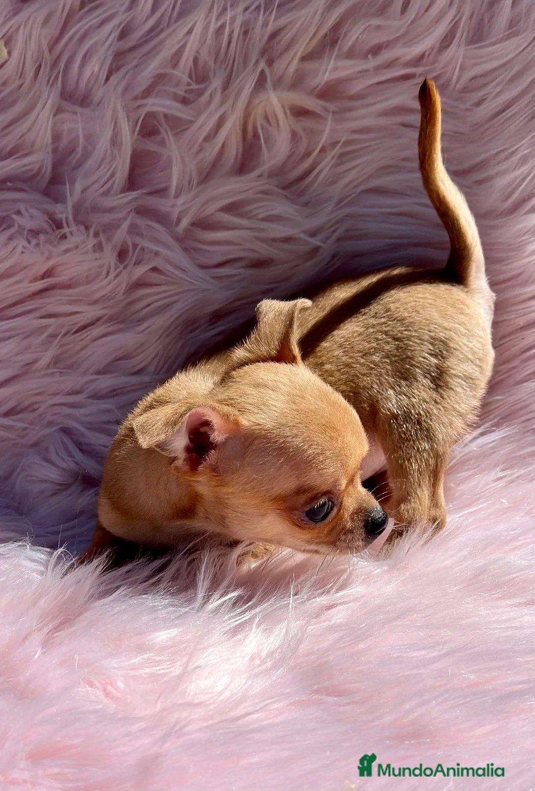 Chihuahua perros en venta: CHIHUAHUA TOY HEMBRA DISPONIBLE en Barcelona - Anuncio 4