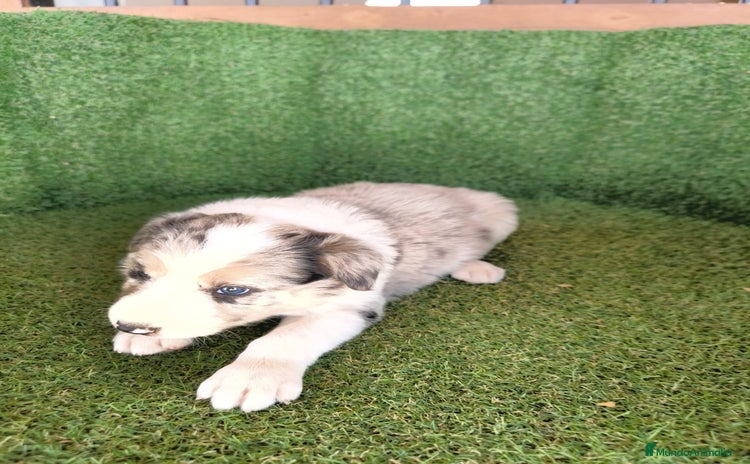 Border Collie perros - Propaganda 2