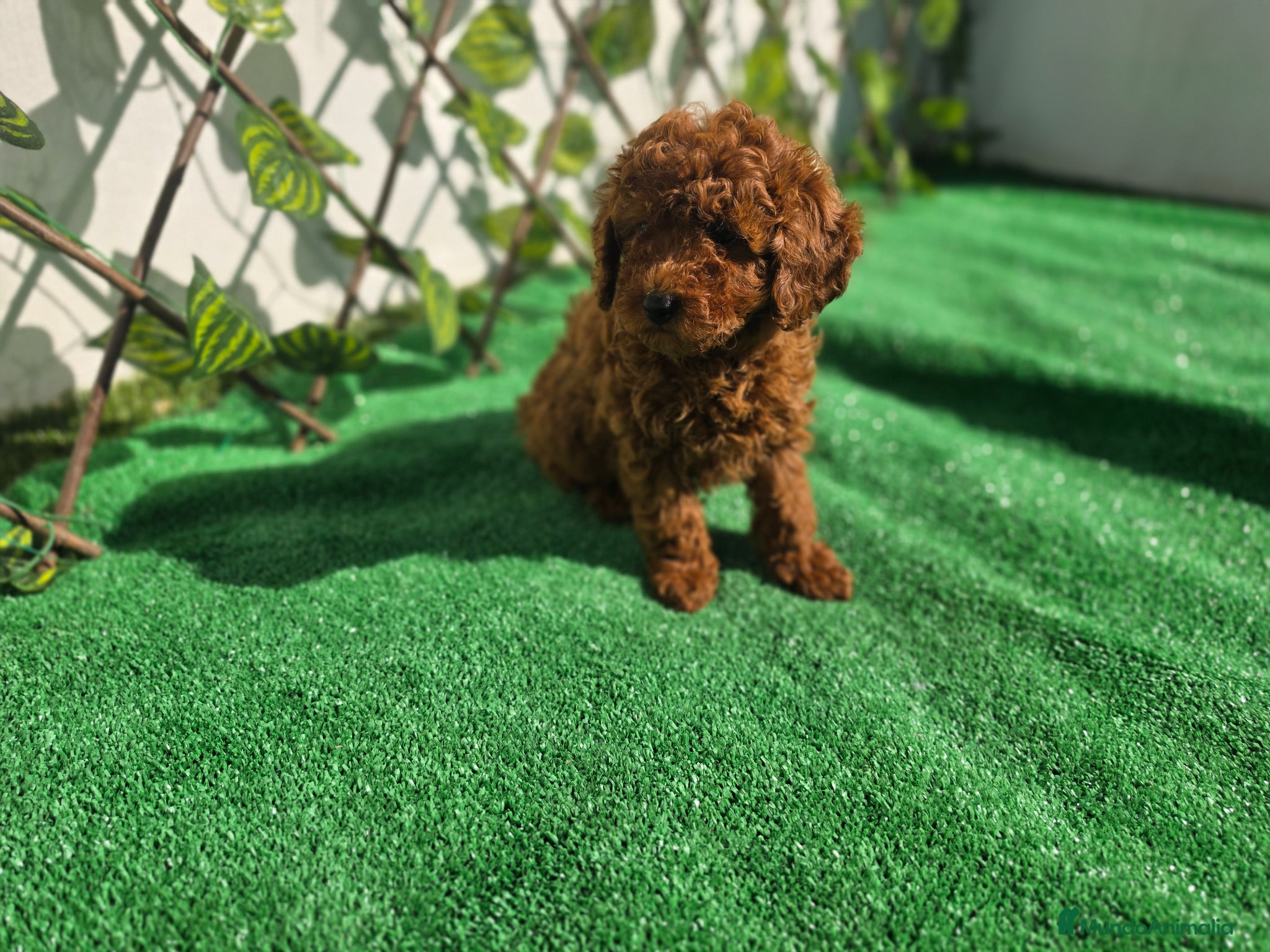 Caniche Enano perros CANICHE TOY - Anuncio 2