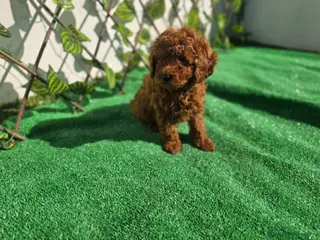 Caniche Enano perros CANICHE TOY - Anuncio 5