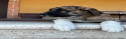 Mastín Español perros en venta: Mastin  - Anuncio 11