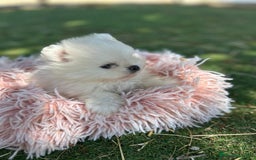 Pomerania perros en venta: Pomerania del valle - Imagen 2