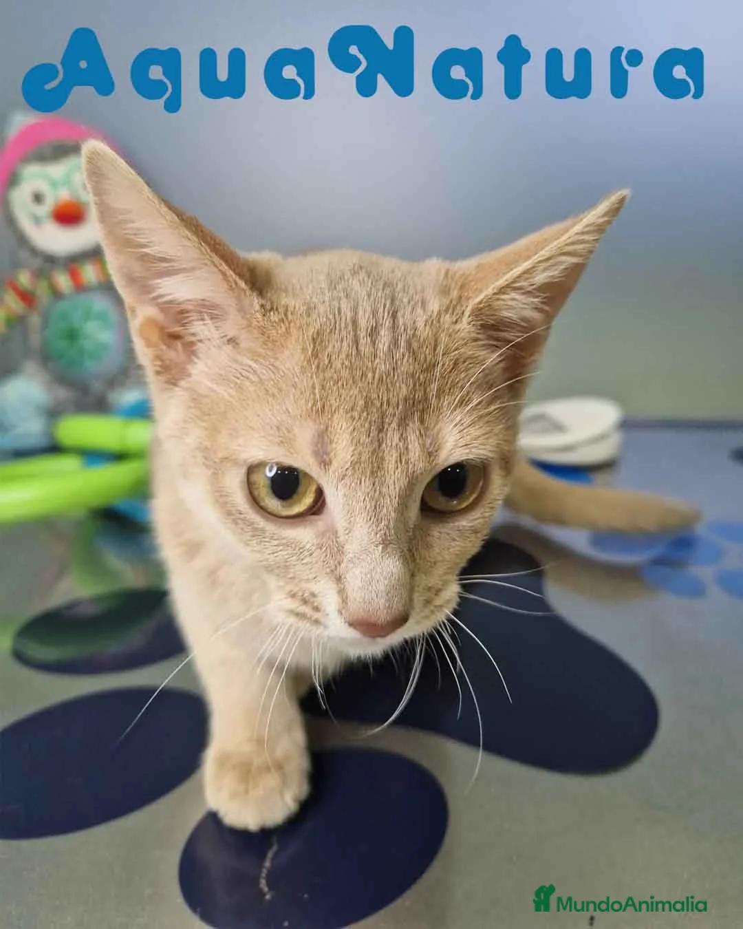 Abisinio gatos en venta: Abisinio Hembra de Mia 7908 AQUANATURA - Anuncio 3