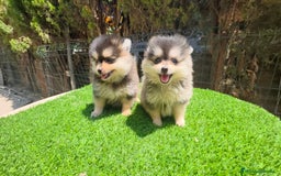 Pomerania perros en venta: Pomerania machos  - Imagen 5
