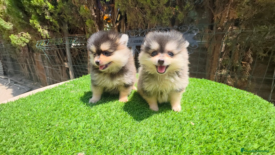 Pomerania perros en venta: Pomerania machos  - Imagen 5