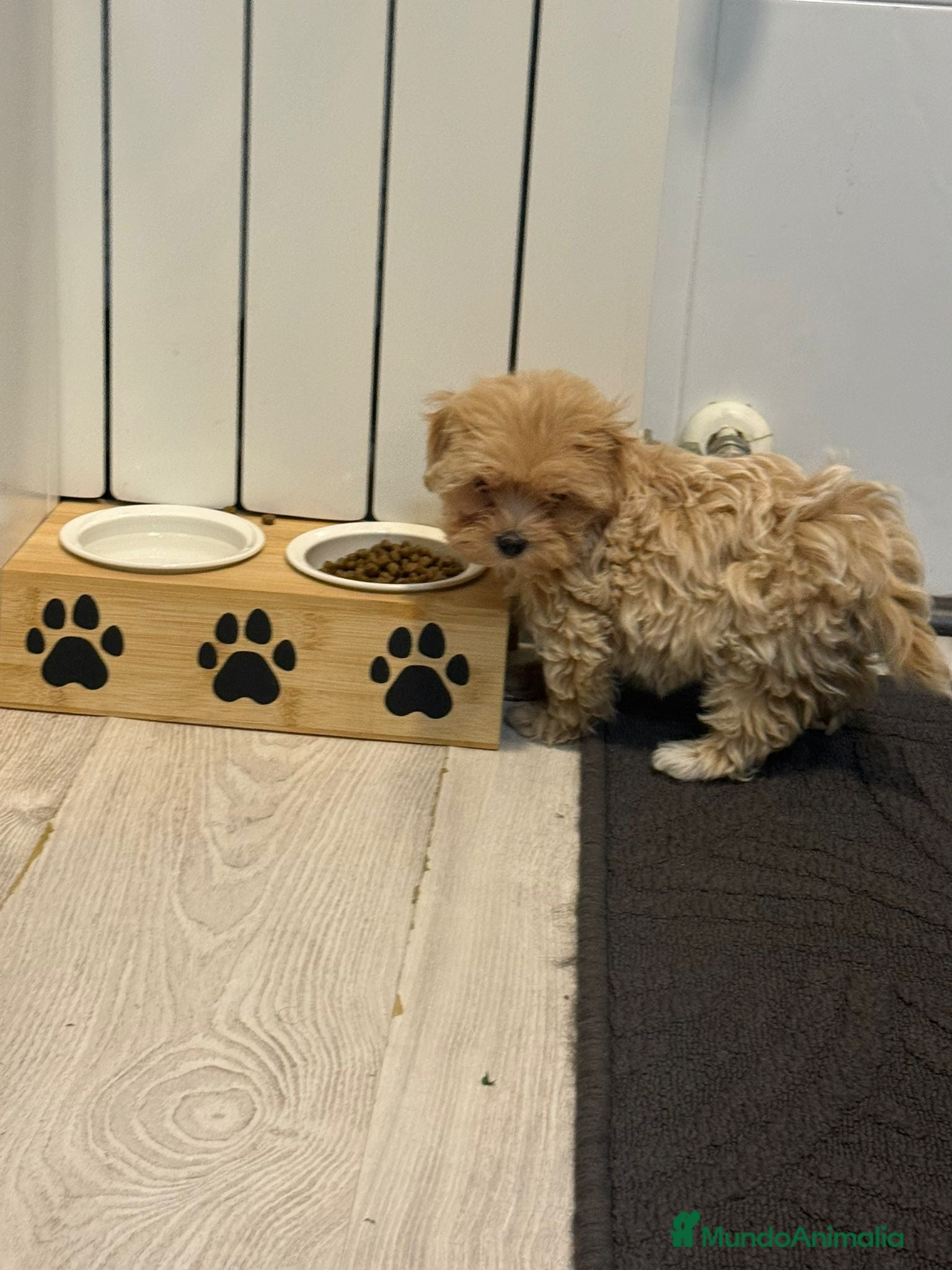 Maltipoo perros Maltipoo hembra - Anuncio 1