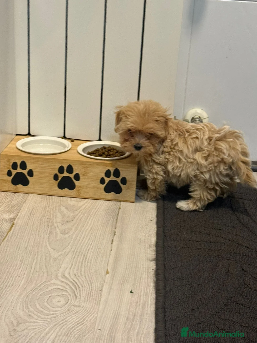 Maltipoo perros en venta: Maltipoo hembra - Anuncio 1