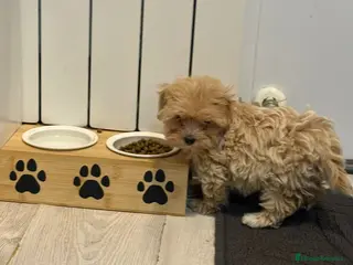 Maltipoo perros Maltipoo hembra - Anuncio 1